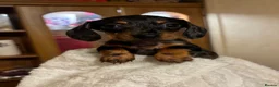 Miniature Dachshund dogs for sale: 3 Little Babies Looking For There Forever Homes - Advert 1