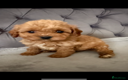 Cavapoo dogs for sale: DNA Health Tested Cavapoos  - Image 11