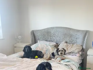 Cocker Spaniel dogs Two cocker spaniel puppies (together) - Advert 8