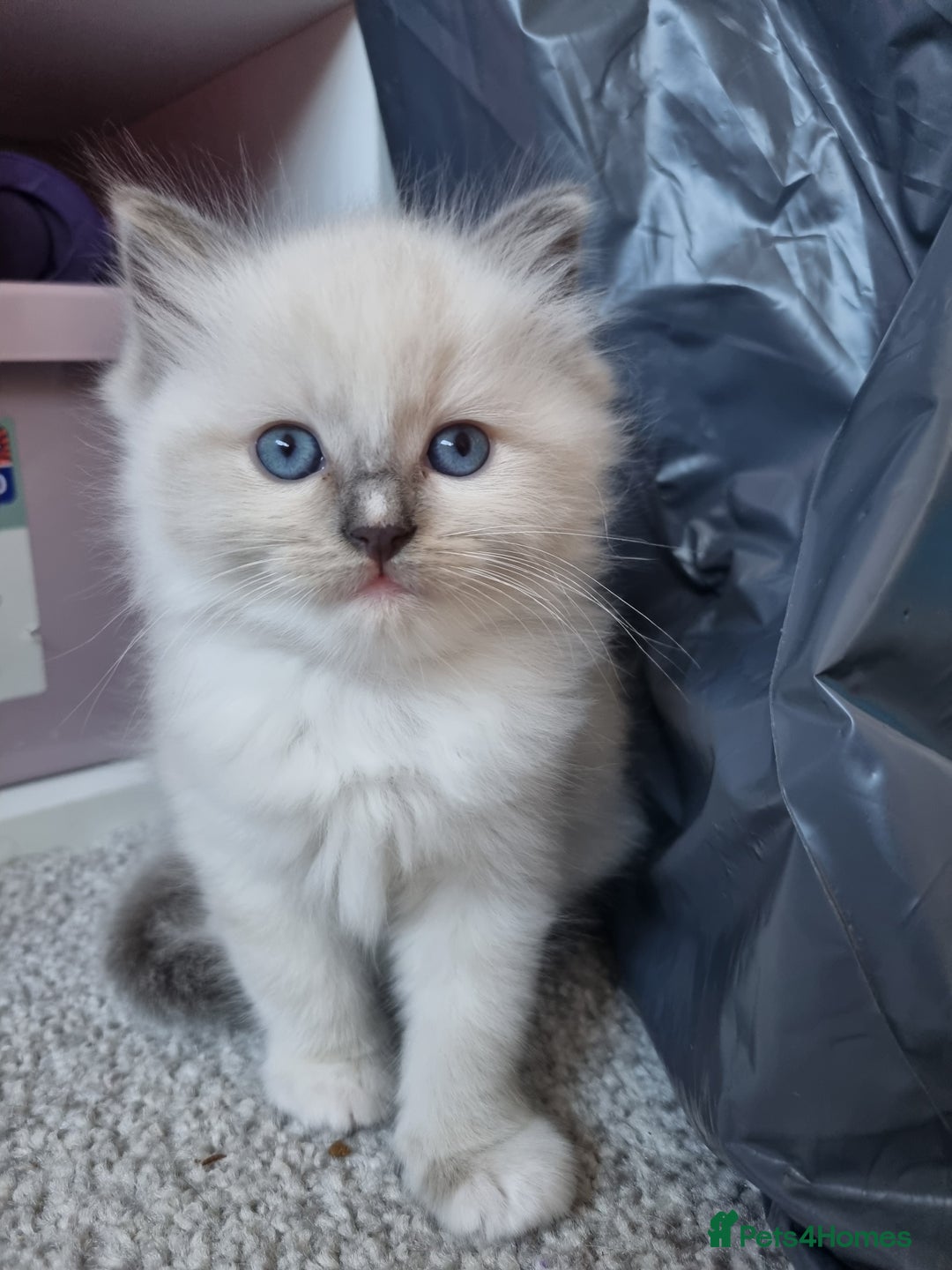Ragdoll cats for sale: Ragdoll kittens  - Image 10