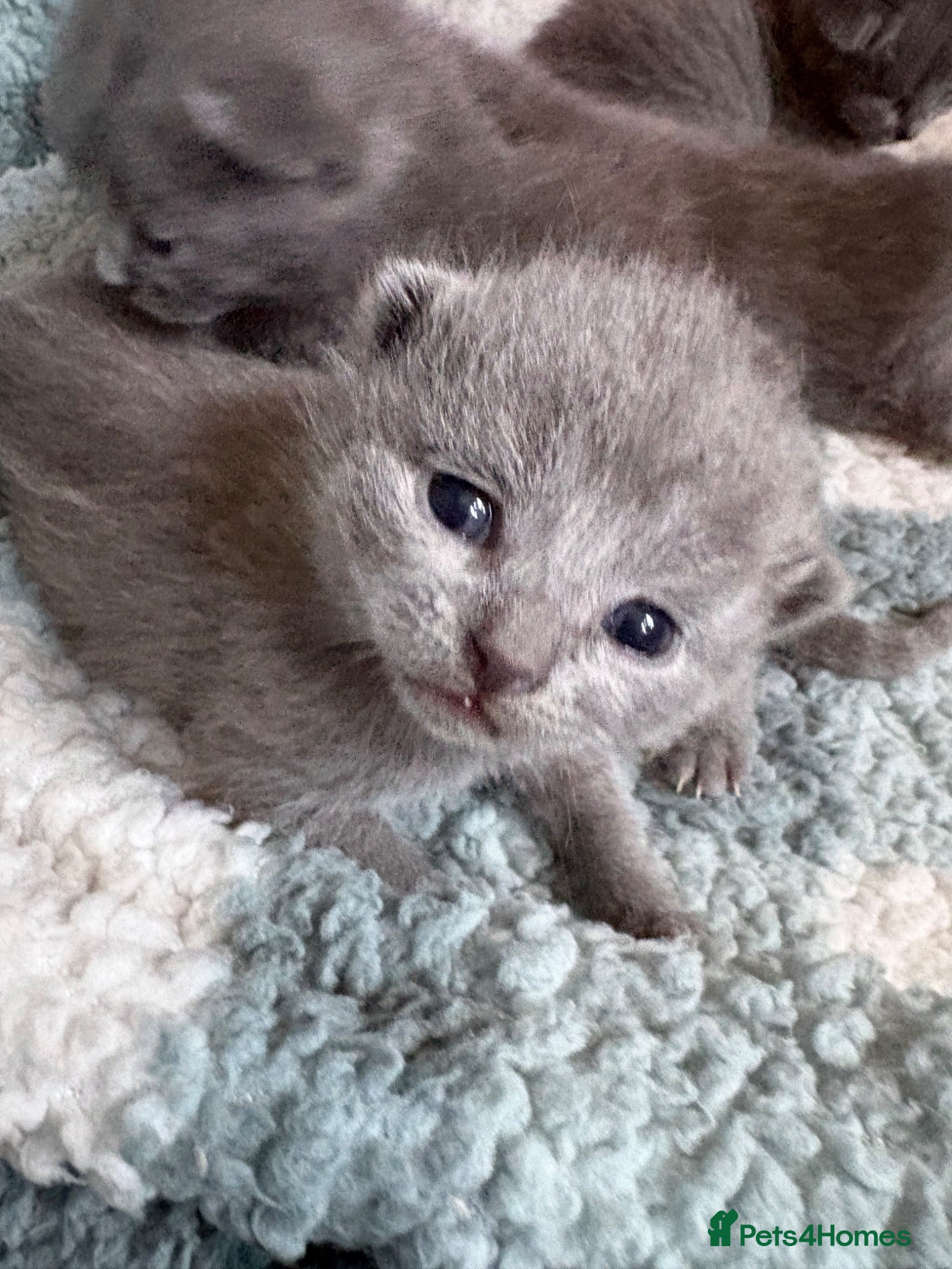British Shorthair cats Beautiful Blue British Shorthair kittens-just born - Advert 17