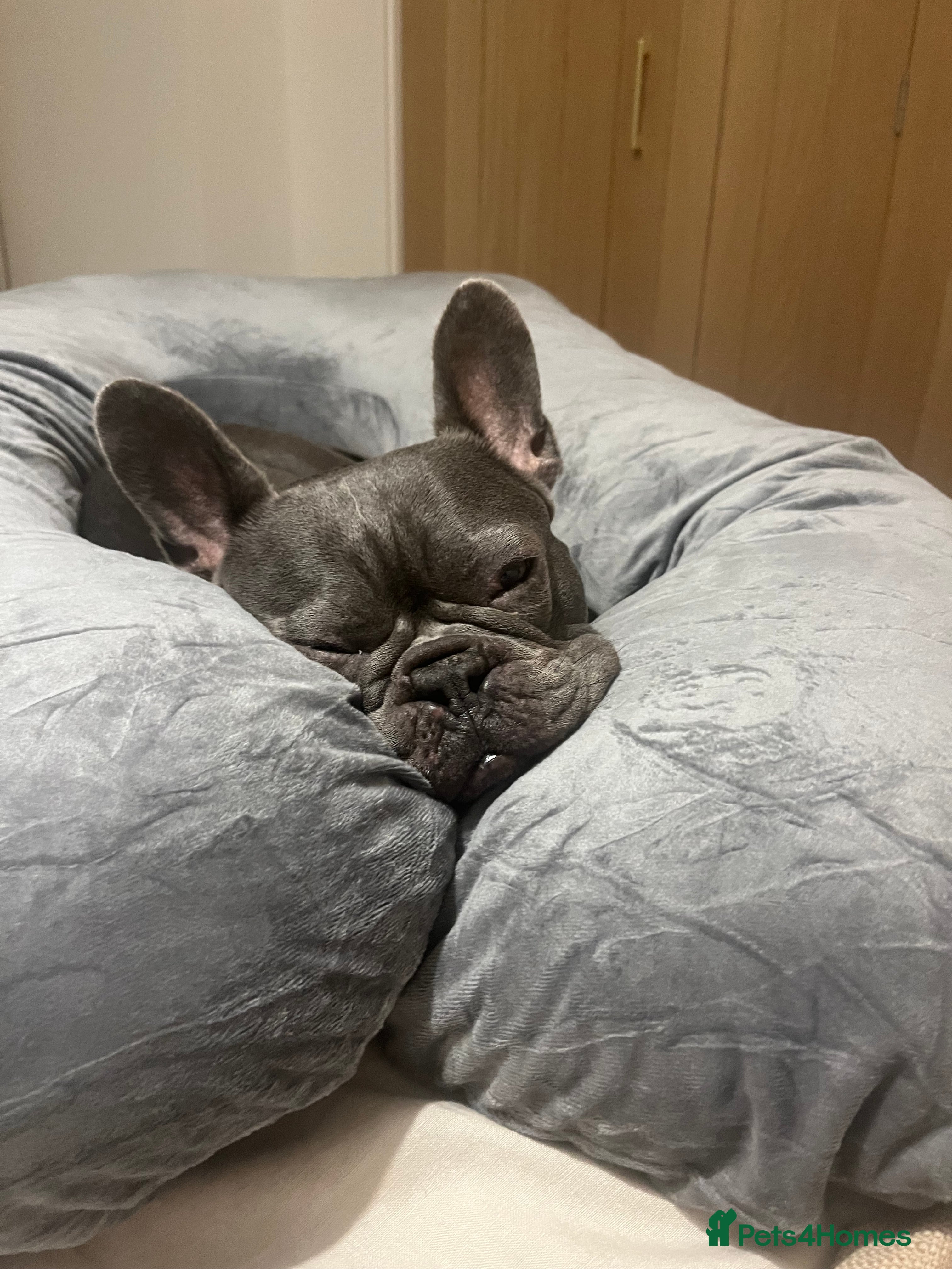 French Bulldog dogs French Bulldog, rehoming - Advert 1