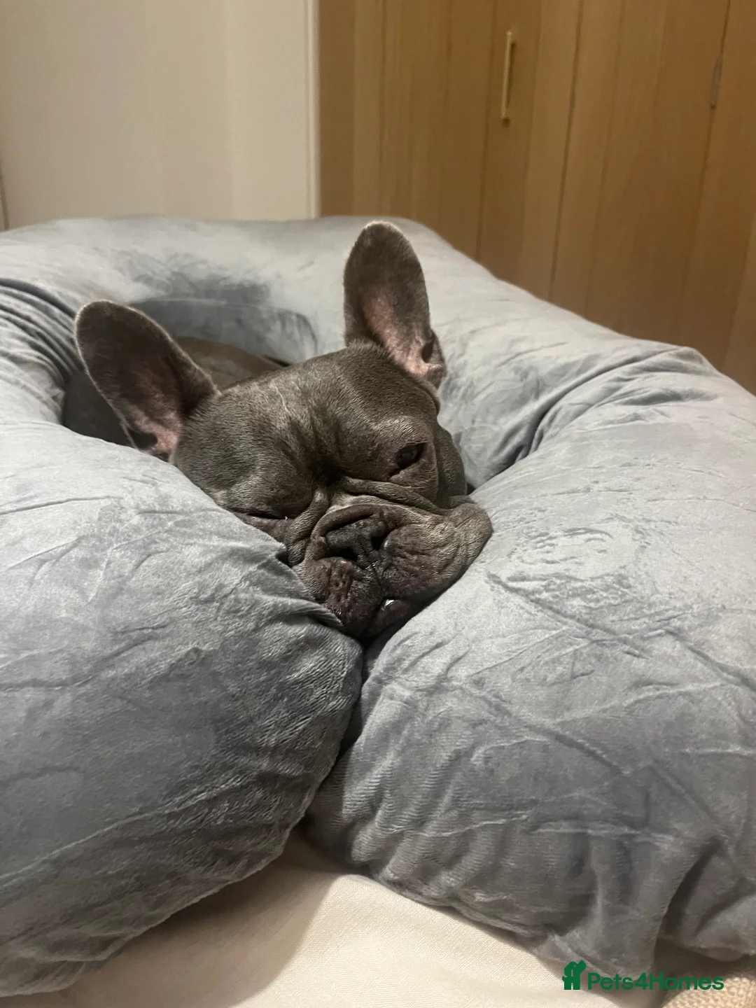 French Bulldog dogs for sale: French Bulldog, rehoming - Advert 1