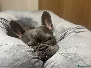 French Bulldog dogs French Bulldog, rehoming - Advert 1