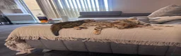 Bengal cats for sale: Pure bengal  - Advert 18
