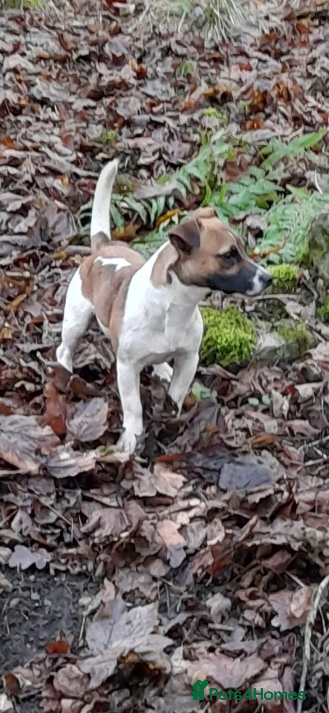 Jack Russell dogs for stud: Miniature Jack Russell for Stud in Newcastle upon Tyne - Advert 2