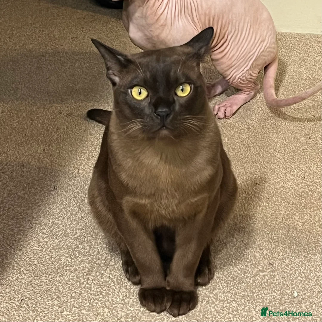 Burmese cats for sale: Lovely Burmese Male - Advert 1