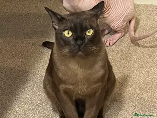 Burmese cats Lovely Burmese Male - Advert 1