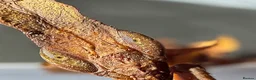 Praying Mantis invertebrates for sale: Phyllocrania paradoxa(ghost mantis) - Advert 3