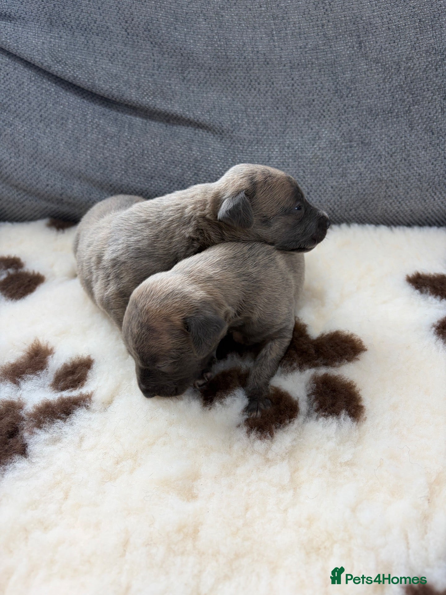 Whippet dogs Beautiful KC registered whippets  - Advert 2