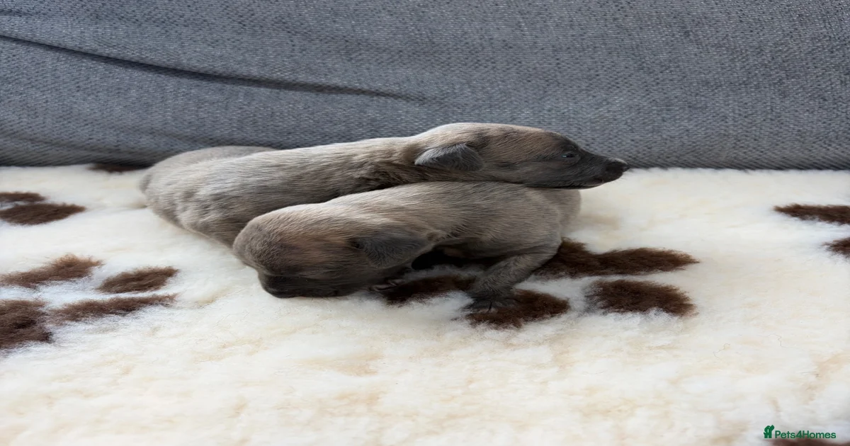 Beautiful KC registered whippets for sale in Longfield | Pets4Homes