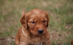 Golden Retriever dogs for sale: Dark Red Kc Registered Golden Retriever Puppies - Image 12
