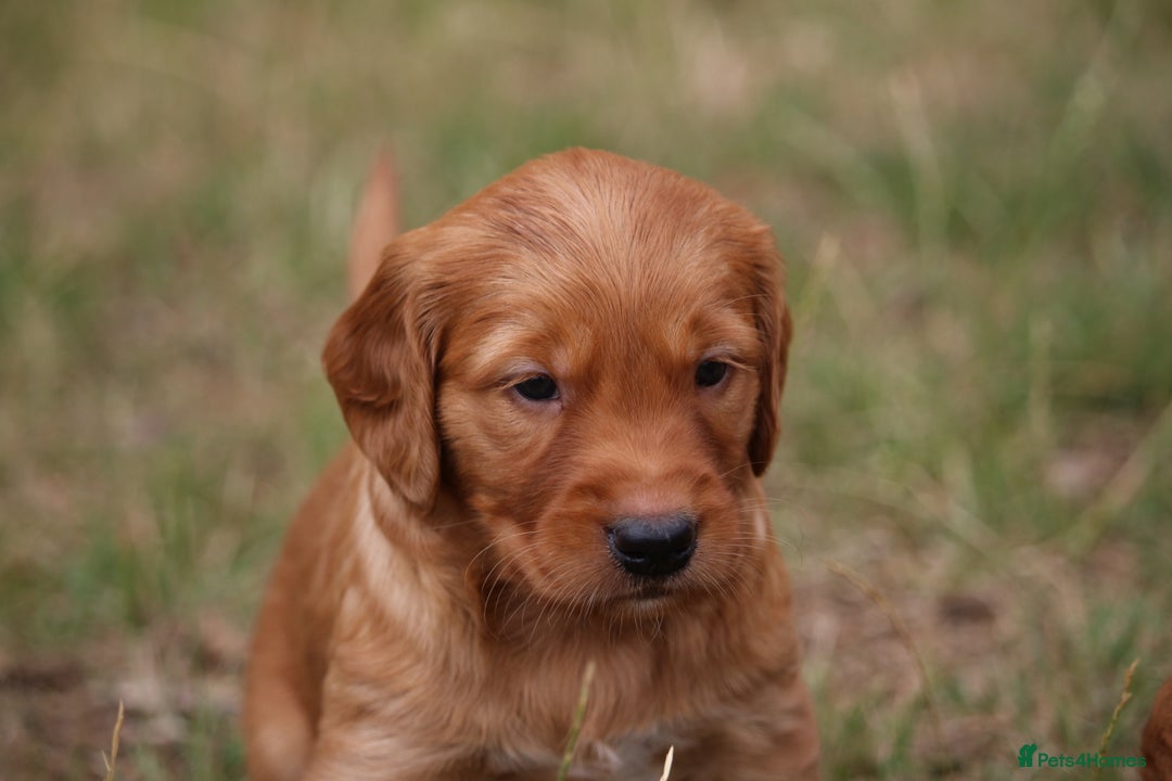 Golden Retriever dogs for sale: Dark Red Kc Registered Golden Retriever Puppies - Image 12