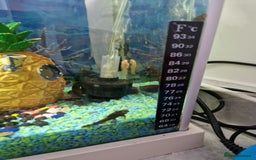 Plecos fish for sale: Plecos - Image 2