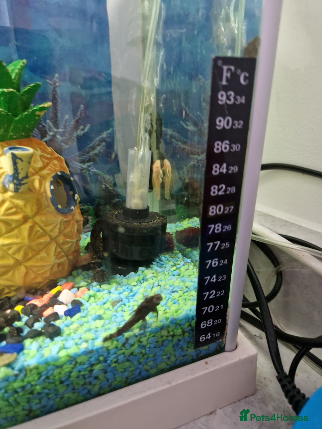 Plecos fish for sale: Plecos - Image 2