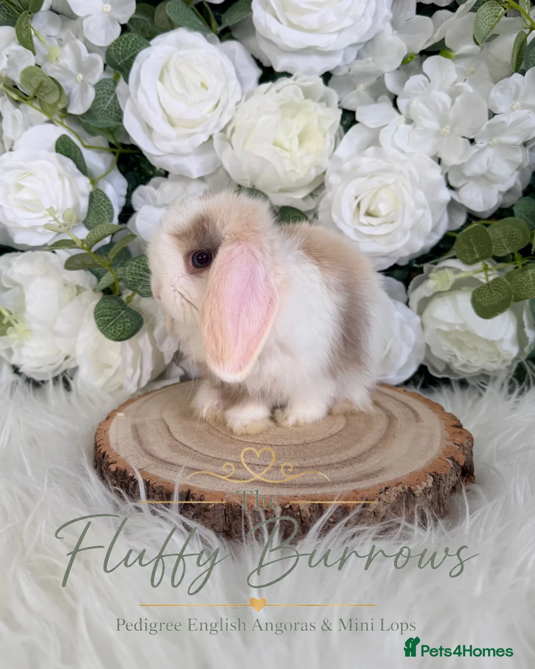 Mini Lop rabbits for sale: 🤍 Vaccinated Purebred Mini Lop 🤍  - Advert 2