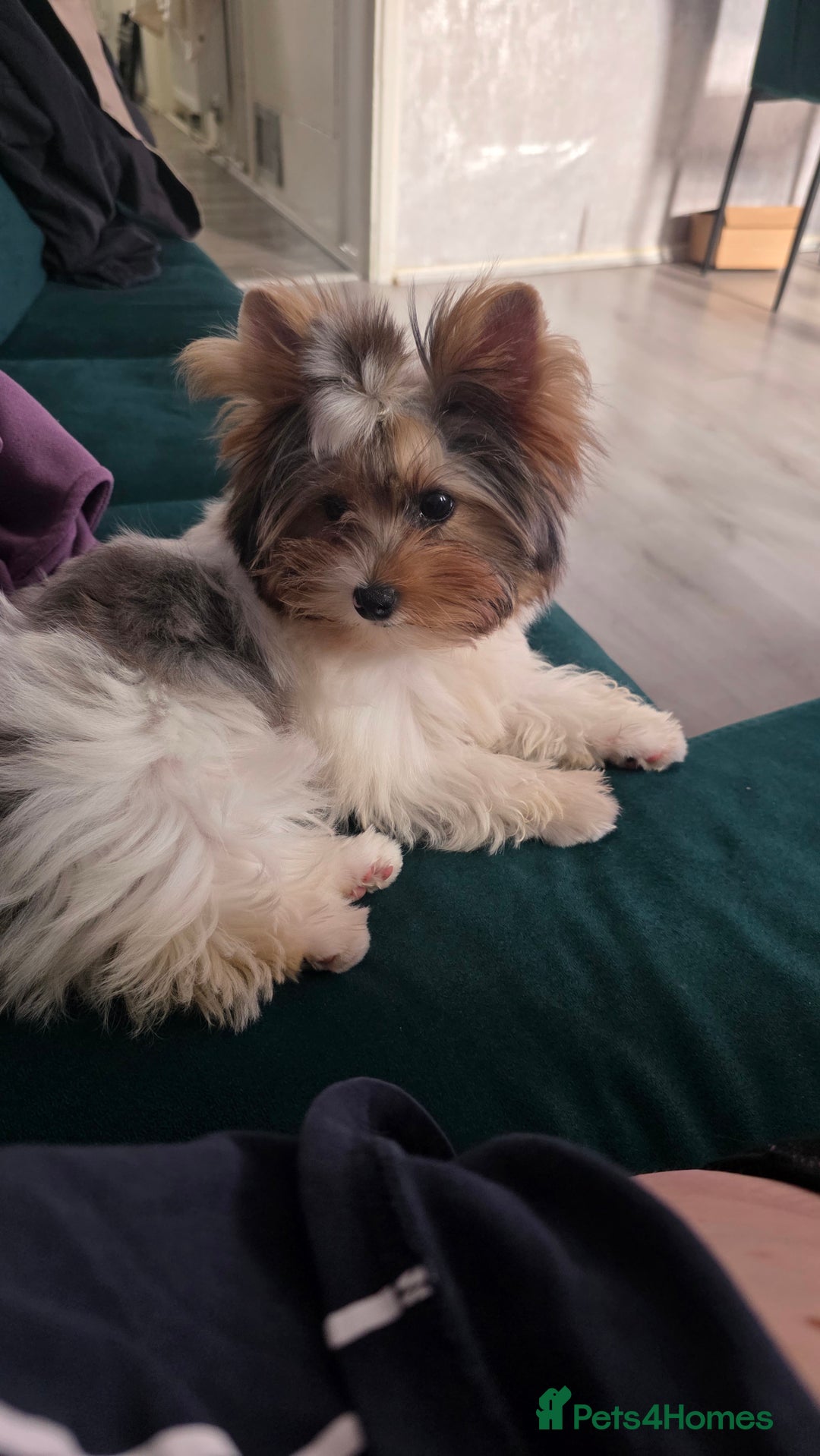 Biewer Terrier dogs for sale: Absolutely beautiful tiny boy - Image 1