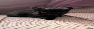 Mixed Breed 3