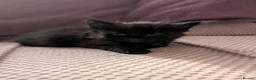 Mixed Breed cats for sale: 6 beautiful kittens for sale - Advert 2