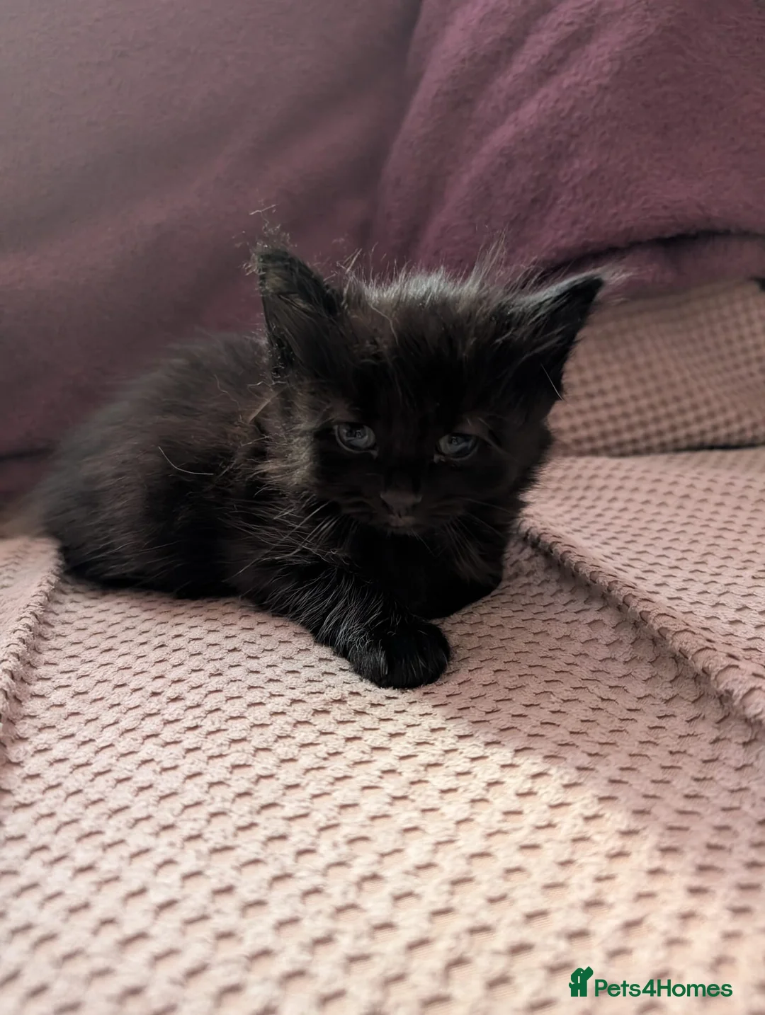 Mixed Breed cats for sale: 6 beautiful kittens for sale - Advert 2