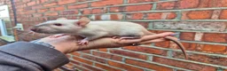 Rat rodents for sale: Male and female rats - Advert 4