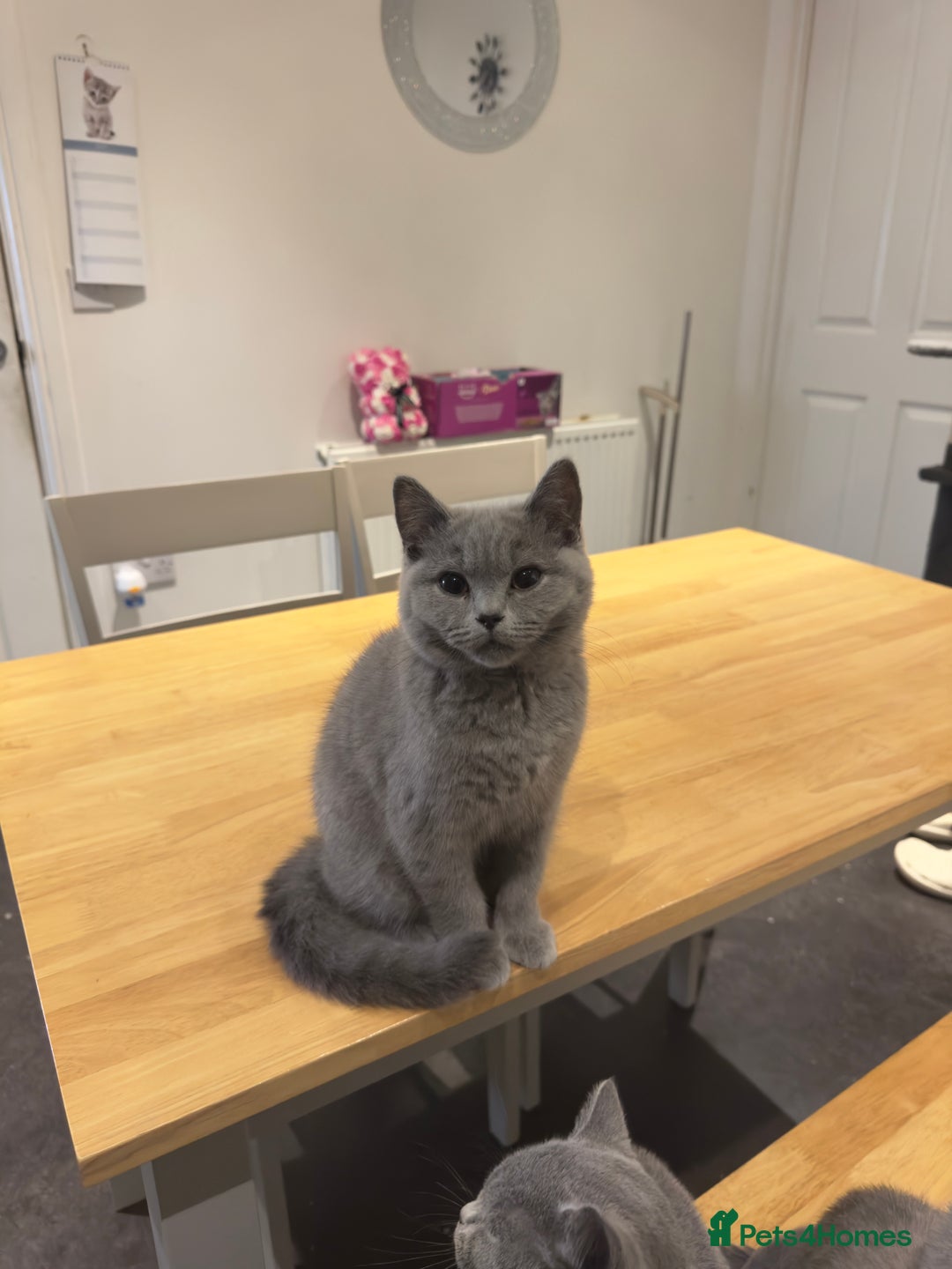 British Shorthair cats for sale: Gorgeous British Shorthair Kittens Chunky, Loving  - Image 5