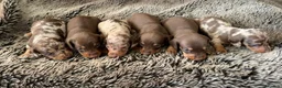 Miniature Dachshund dogs for sale: KC Reg Health Tested Miniature Daschaund  - Advert 1