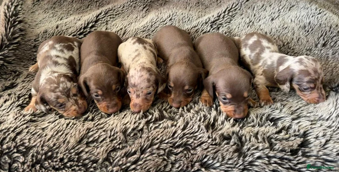 Miniature Dachshund dogs for sale: KC Reg Health Tested Miniature Daschaund  - Advert 1