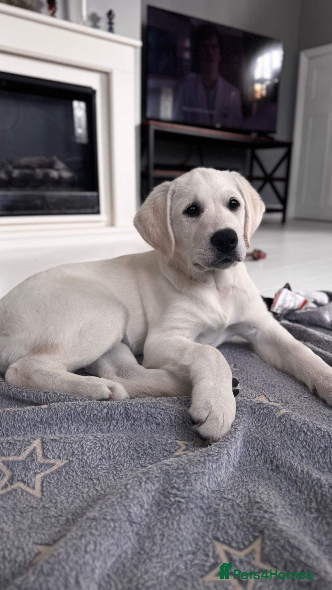Goldador dogs ⭐️Only one boy left⭐️Golden Retriever x Labrador - Advert 7