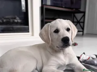 Goldador dogs ⭐️Only one boy left⭐️Golden Retriever x Labrador - Advert 7