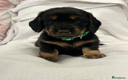 Miniature Dachshund dogs for sale: Beautiful Miniature dachshund puppies - Image 3