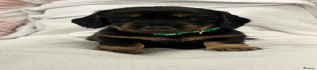 Dark green collar