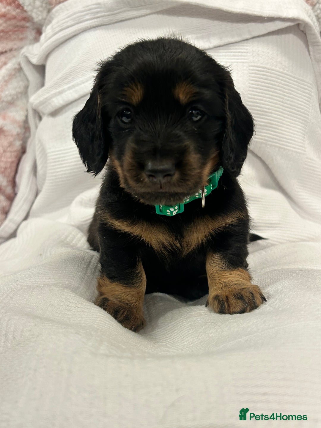 Miniature Dachshund dogs for sale: Beautiful Miniature dachshund puppies - Image 3