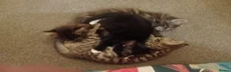 Mixed Breed cats for sale: Beautiful fluffy kittens - Advert 16
