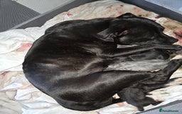 Staffordshire Bull Terrier dogs for sale: STAFFORDSHIRE BULL TERRIOR PUPPIES - Image 18