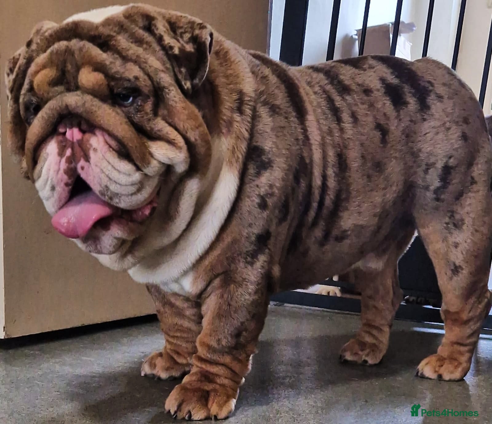 English Bulldog dogs Two tone - Advert 1