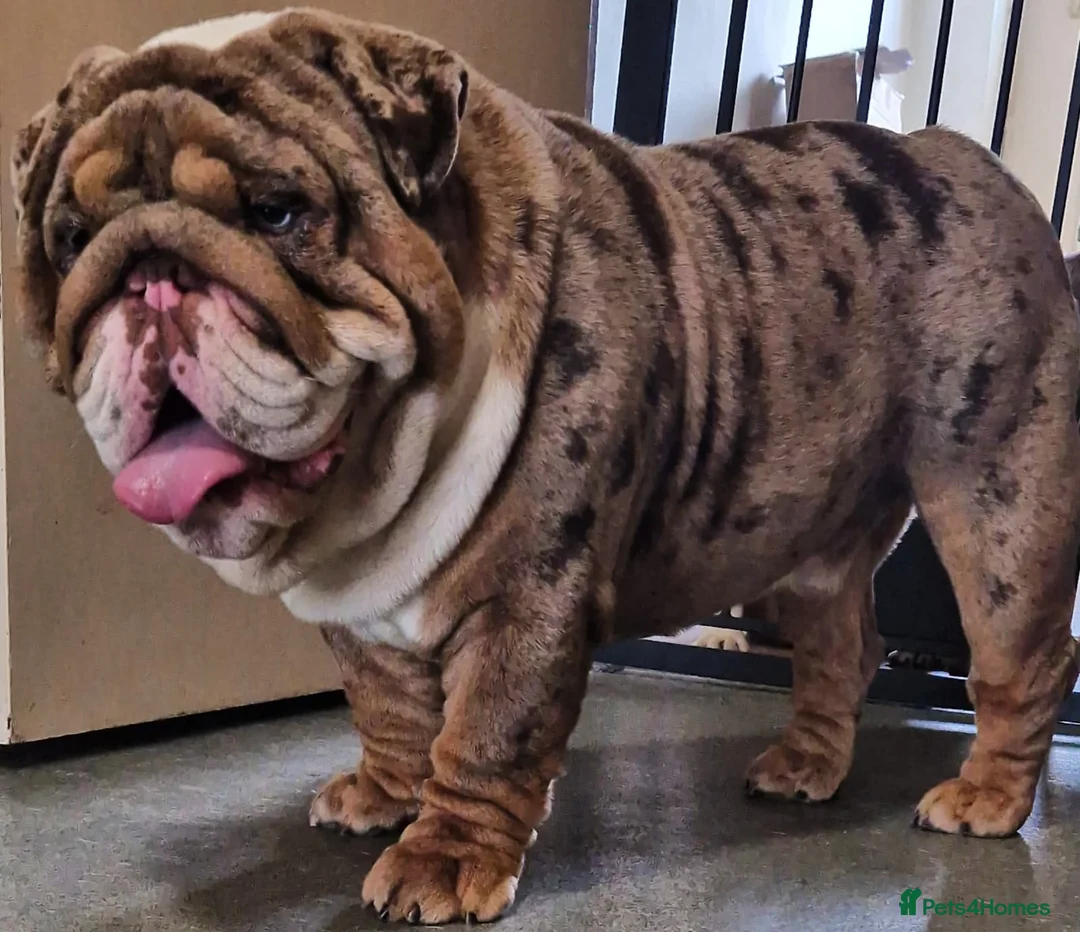 English Bulldog dogs for stud: Two tone in London - Advert 1