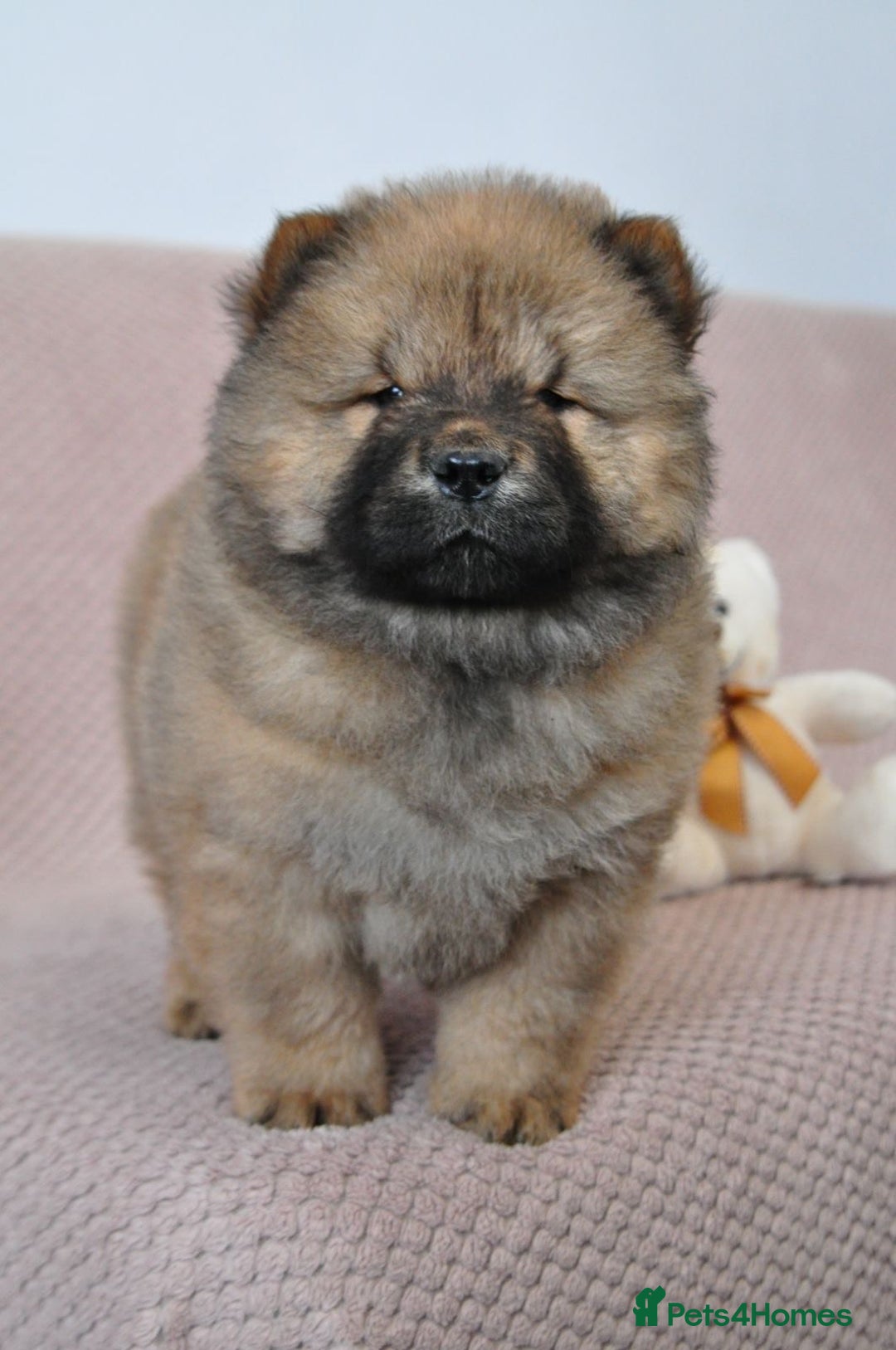 Chow Chow dogs for sale: Pedigree Chow Chow puppies available 🐶 - Advert 8