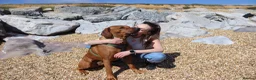 Rhodesian Ridgeback dogs for stud: Beautiful Rhodesian Ridgeback to Stud  in Lightwater - Advert 16