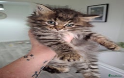 Ragdoll cats for sale: Beautiful Bengal/Ragdoll Male Kitten - Image 1