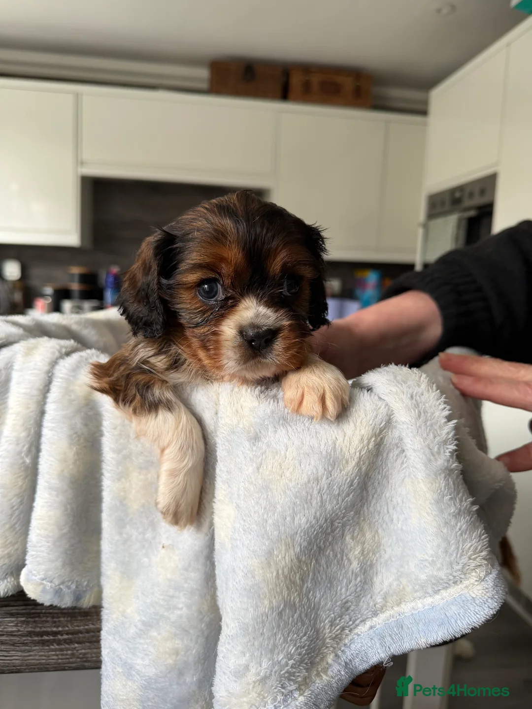 Cavalier King Charles Spaniel dogs for sale: Cavalier King Charles Spaniels Puppies for sale - Advert 7