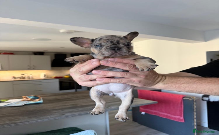 French Bulldog dogs - Advert 4