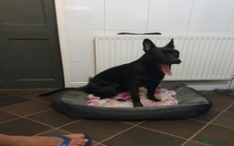 German Shepherd dogs for sale: For sale  - Image 14