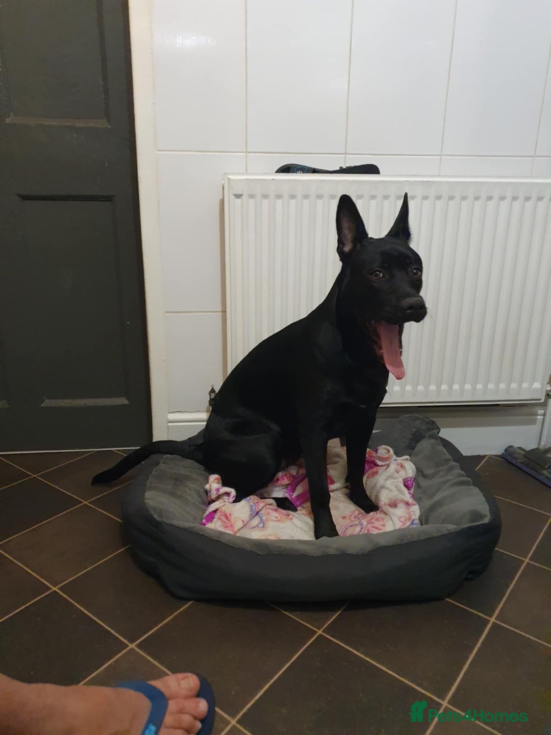 German Shepherd dogs for sale: For sale  - Image 14