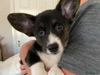 Welsh Corgi Cardigan dogs Welsh Cardigan Corgis by 5 ⭐️ Licensed Breeder - Advert 2