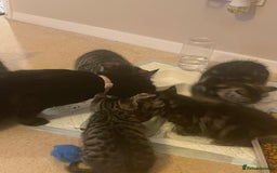 Mixed Breed cats for sale: 5 Kitties  - Image 12