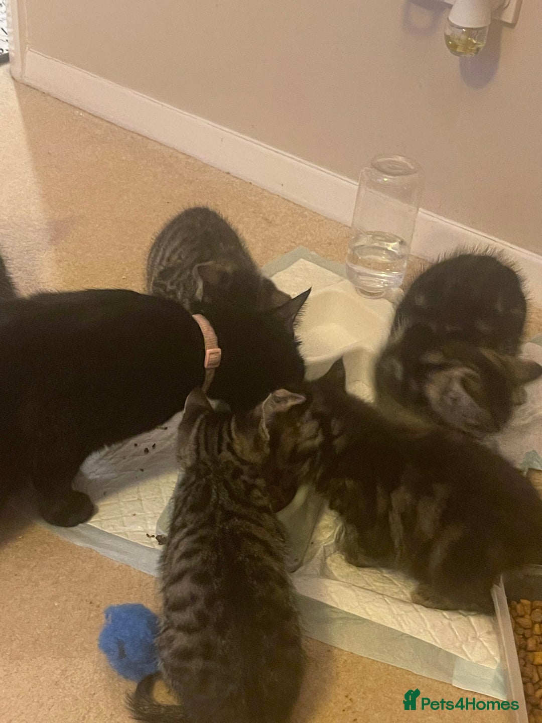 Mixed Breed cats for sale: 5 Kitties  - Image 12