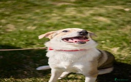 Mixed Breed dogs for adoption: 💖🐶 NINA 🐶💖 - Image 34