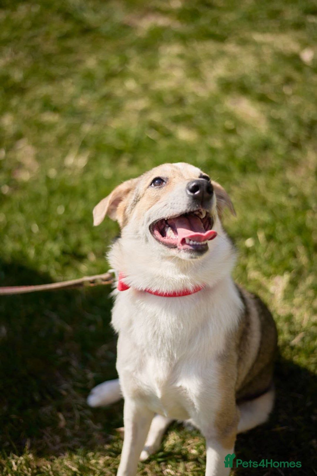 Mixed Breed dogs for adoption: 💖🐶 NINA 🐶💖 - Image 34