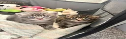 Mixed Breed cats for sale: Beautiful girl tabbies - Advert 18